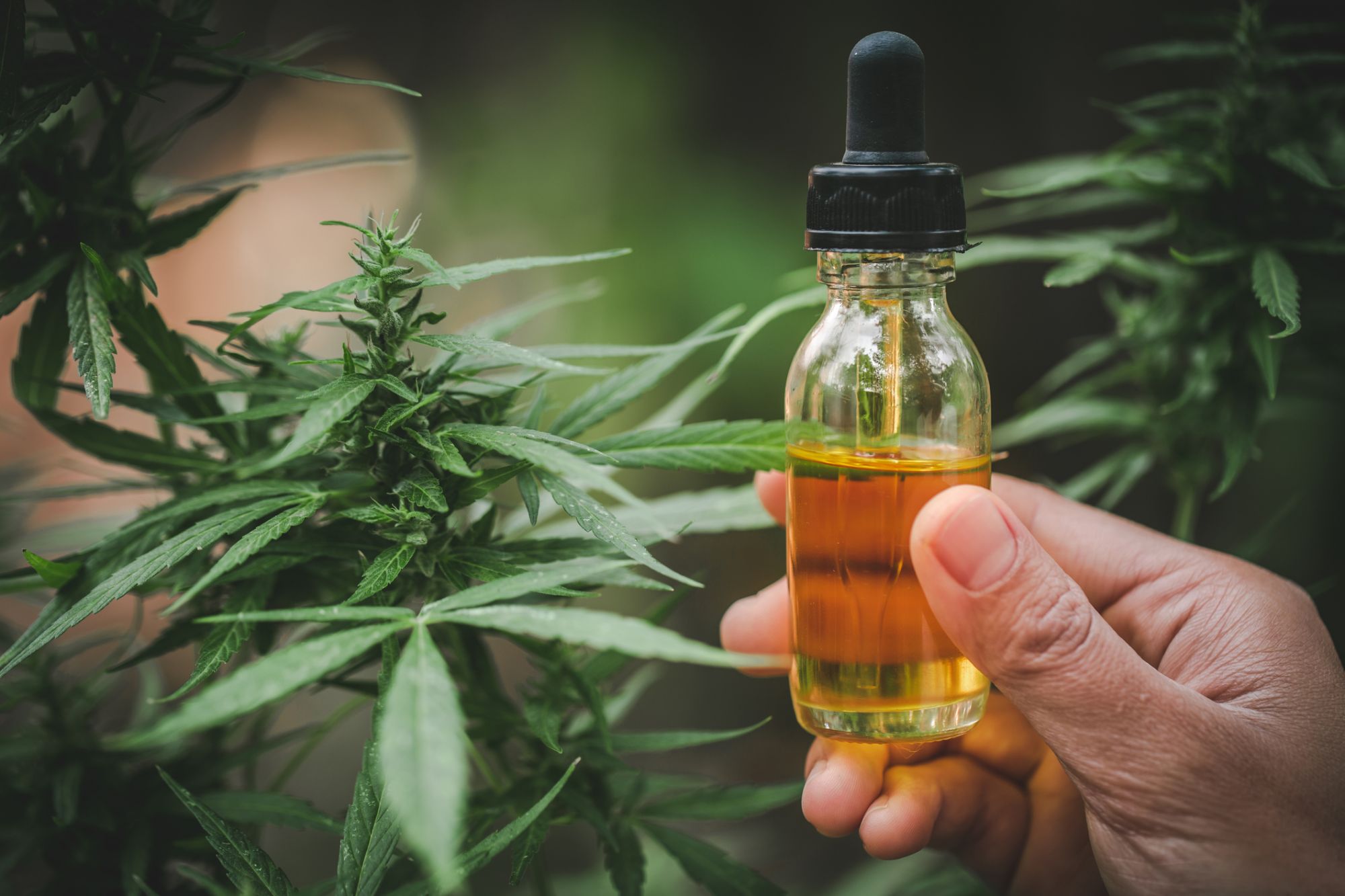 Where To Find Quality And Trusted CBD Oil
