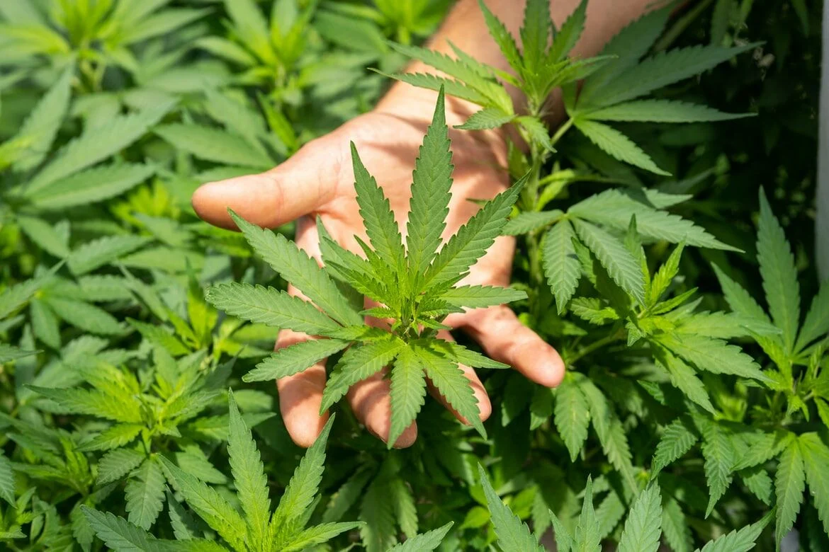 How to purchase Cannabis online in California?