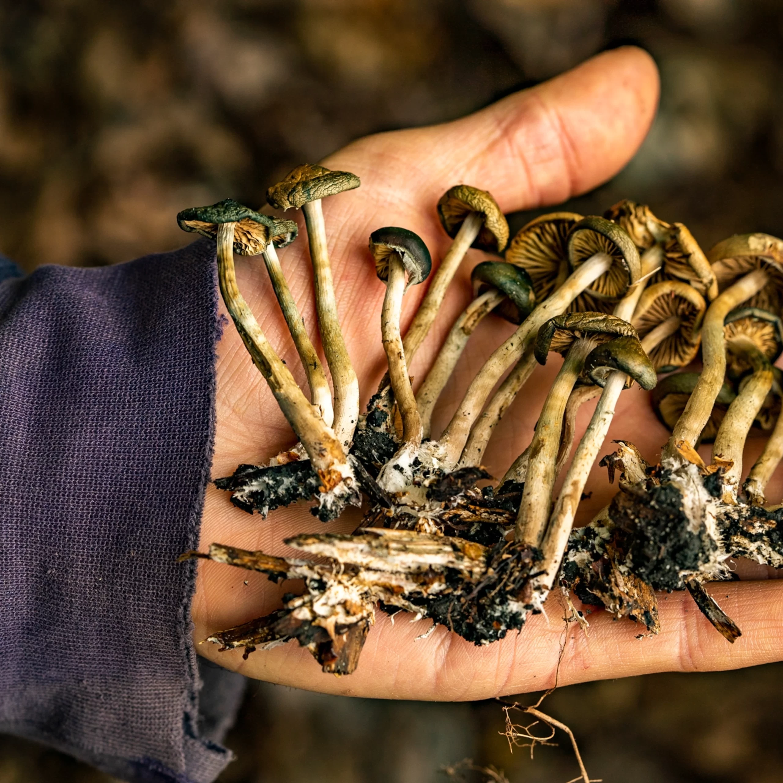 10 potential risks of taking ‘magic’ mushrooms