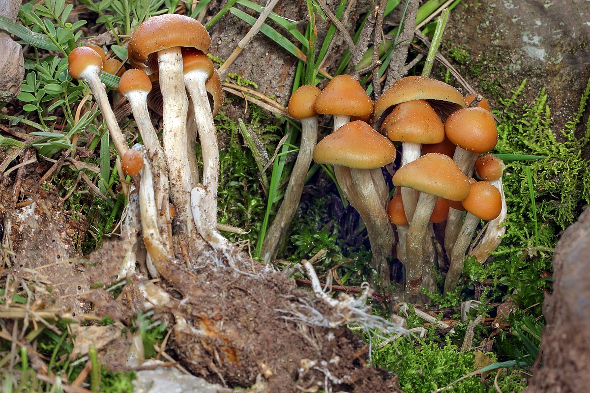 Unlocking the Potency: Strong Magic Mushrooms Unveiled